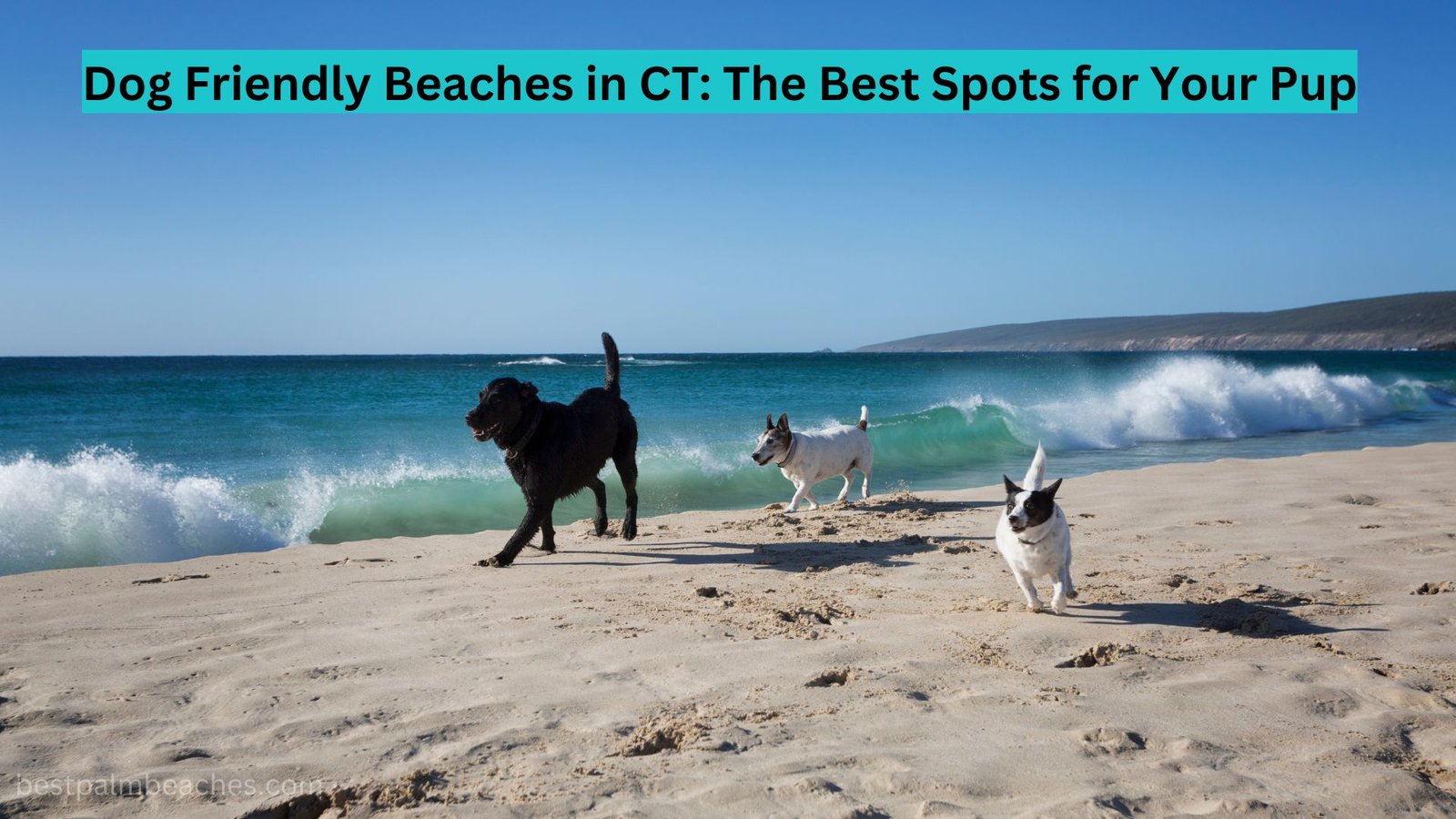 dog friendly beaches in ct